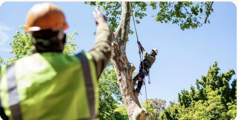 Controlled felling under supervision. Direction of fall protects watercourses, indigenous vegetation and the crew below.